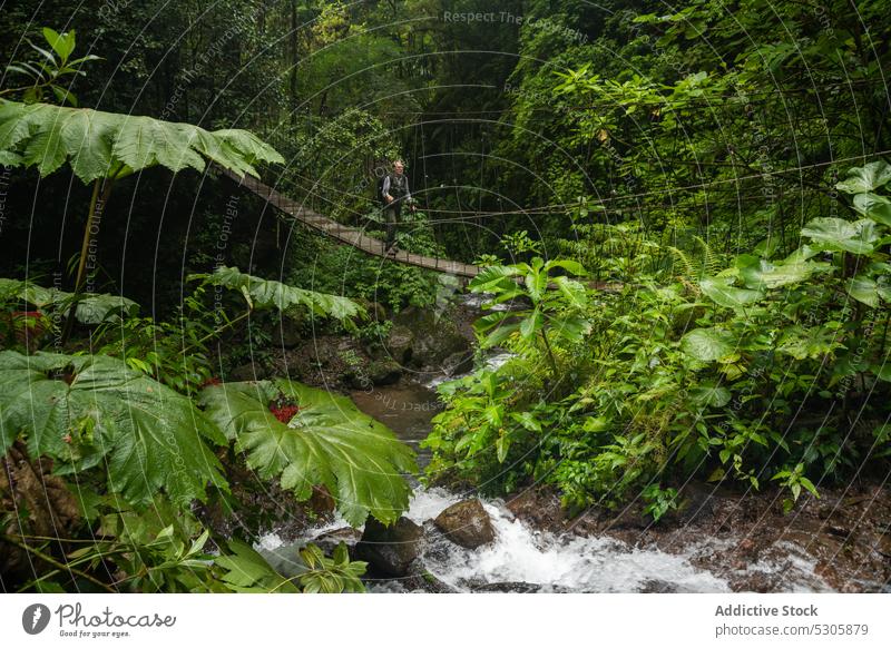 Male traveler walking on suspension bridge forest footbridge nature rain man woods adventure costa rica tourist path explore tree backpacker destination