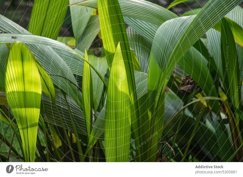 Exotic plant with green leaves in jungle leaf tropical flora exotic nature forest environment foliage growth costa rica botany fresh bright tree organic