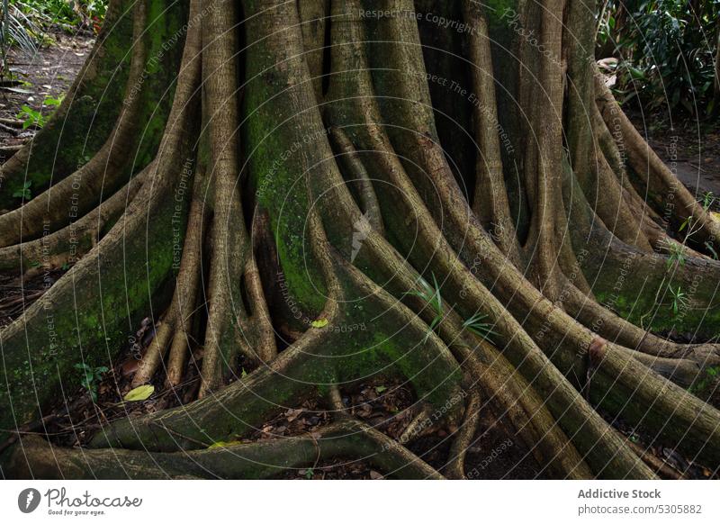 Tree roots with moss in cloudy forest tree nature plant trunk old growth environment tranquil vegetate scenic woods costa rica flora botany weather woodland