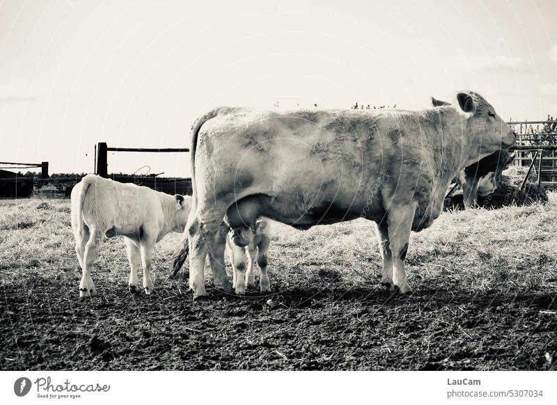 Gas station - a cow with two calves Cow Calf Calves Udder Drinking Agriculture Cattle Milk Farm Farm animal Cattle breeding Dairy cow Organic farming