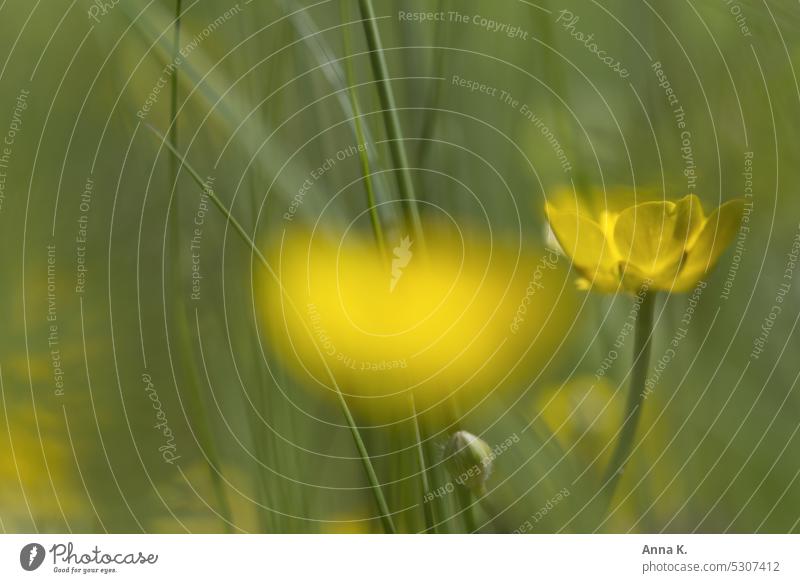 Yellow shines a picturesque buttercup on the meadow buttercups buttercup meadow Crowfoot plants ranunculus little flowers Blossom Picturesque bright yellow