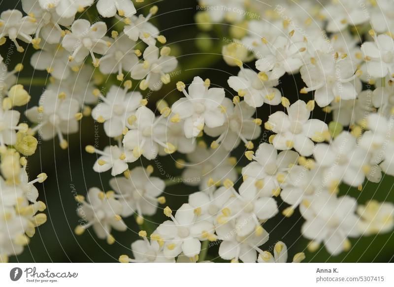 It smells of elderflower Elderflower elderberry blossoms Sambucus nigra elder bush White white petals fragrant flowers Blossom heyday Spring naturally Dreamily