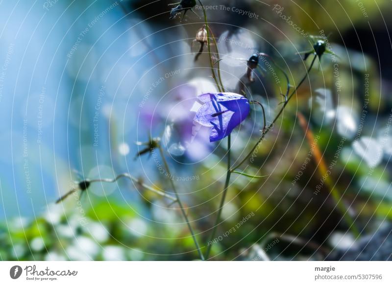 Bellflower on a garden pond Flower Blossoming Close-up Plant blurriness Pond Shore of a pond lens Summer Macro (Extreme close-up) Nature Sunlight