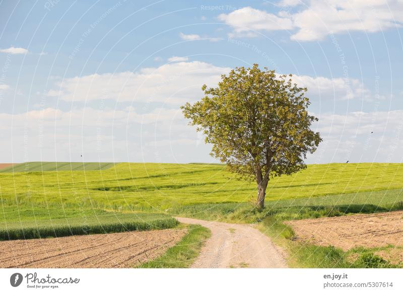 the lonely tree off Tree off the beaten track Lanes & trails Agriculture Horizon fields Footpath Plowed seeded Field acre Grain field Growth Sky Clouds