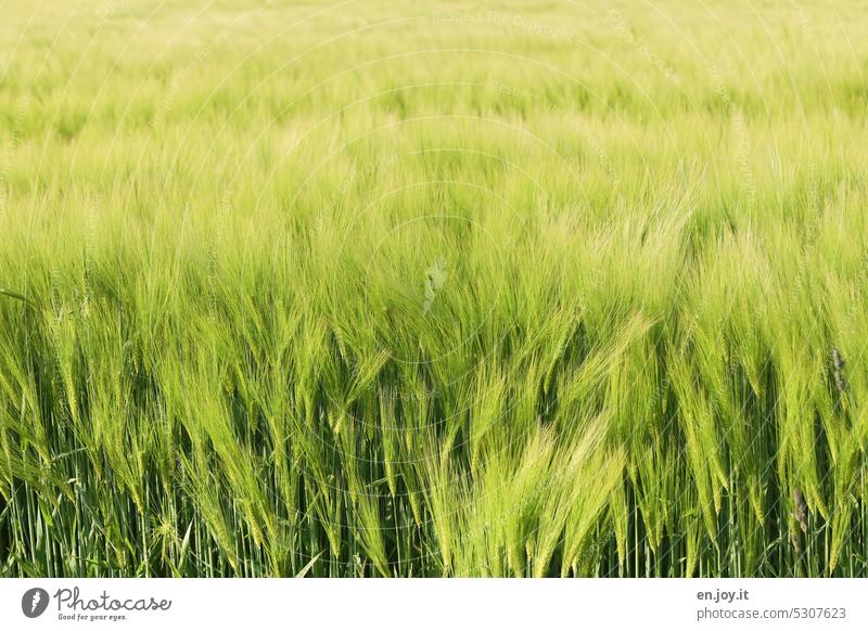 barley field Barley Grain Barleyfield Green hazy blurriness motion blur Agriculture Grain field Cornfield Agricultural crop Ear of corn Growth Food Nutrition