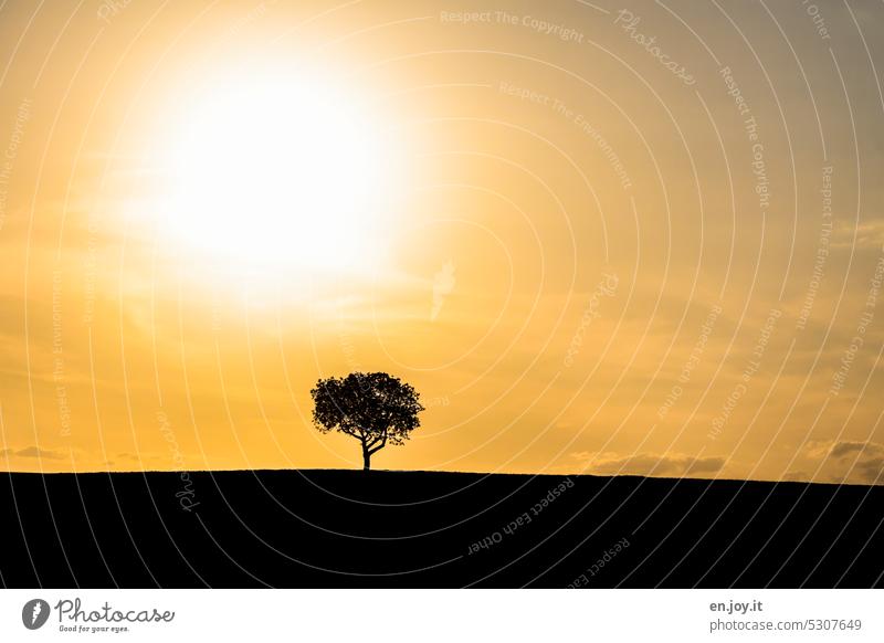 once upon a time there was a forest..... Tree Sun Climate change Sunlight Summer ardor Hot Contrast Sky Sunset aridity Drought Yellow Orange Horizon Lonely