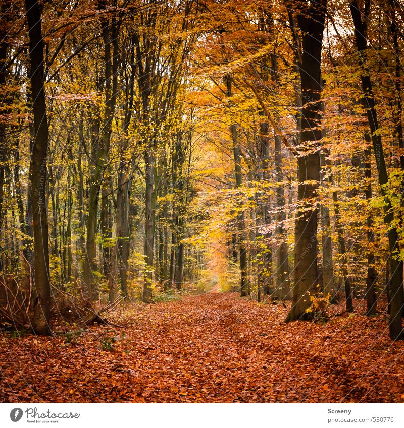 Autumn path Nature Landscape Plant Earth Tree Forest Lanes & trails Moody Caution Serene Calm Colour Colour photo Exterior shot Deserted Day Central perspective