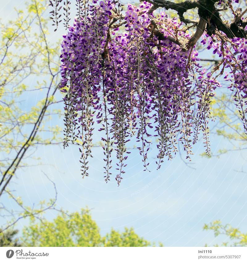 MainFux-UT |Blue Rain Plant creeper Wisteria Glyzinia Blue rain varieties blossoms Violet racemose inflorescence hanging flowers Fabaceae legume Insect pasture