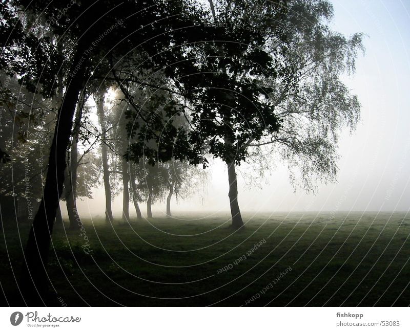 morning fog Fog Fantastic landscape Morning fog Tree Meadow Field Patch of fog Style Calm Dawn foggrass Peaceful