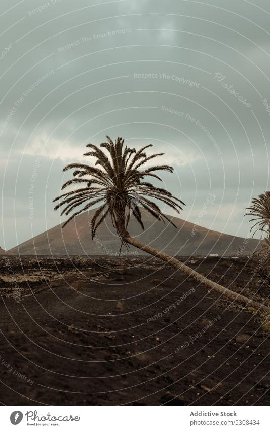 Palm trees growing in volcanic mountainous valley palm tree landscape nature wild highland rocky volcano ash scenery picturesque terrain cloudy scenic lanzarote