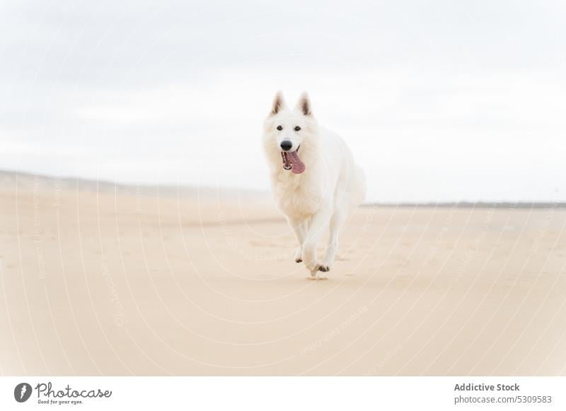 Cute white fluffy Shepherd dog running on sandy beach tongue out pet animal summer enjoy canine vieux boucau les bains france seaside vacation domestic funny