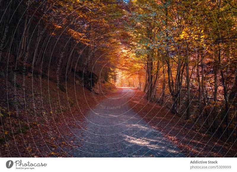 Autumn forest with bright foliage and path autumn nature tree woods scenic landscape picturesque environment fall ordesa national park vegetate season scenery