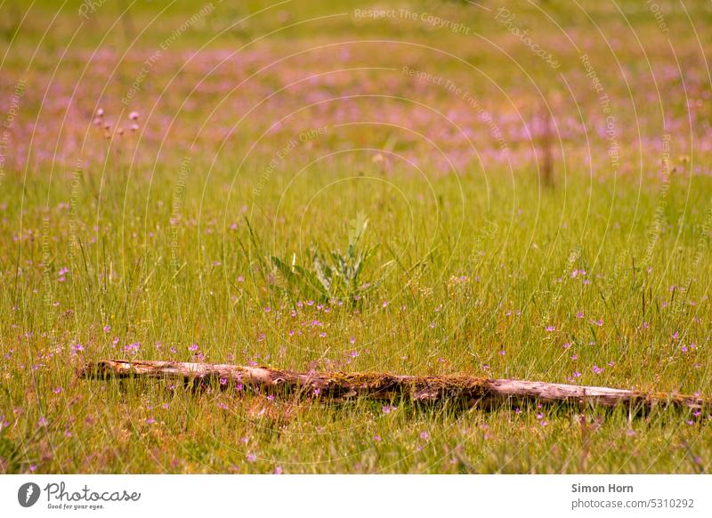 Tree trunk with moss lies in idyllic flower meadow Flower meadow Meadow Idyll idyllically insects Summer flora blossom vegetation Meadow flower grasslands