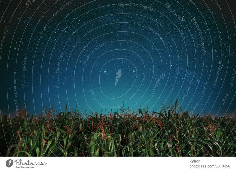 Milky way galaxy Night Starry Sky Above corn Field maize Plantation. Natural Glowing Stars Above Rural Landscape. Agricultural Landscape under Starry Sky.