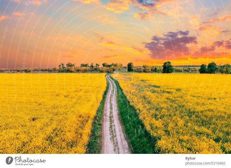 Top Elevated View Of Agricultural Landscape With Flowering Blooming Oilseed Field. Country dusty sandy road through fields. Spring Season. Blossom Canola Yellow Flowers. Sunset Clouds Above Beautiful Rural Country Landscape. Aerial View Countryside Road...