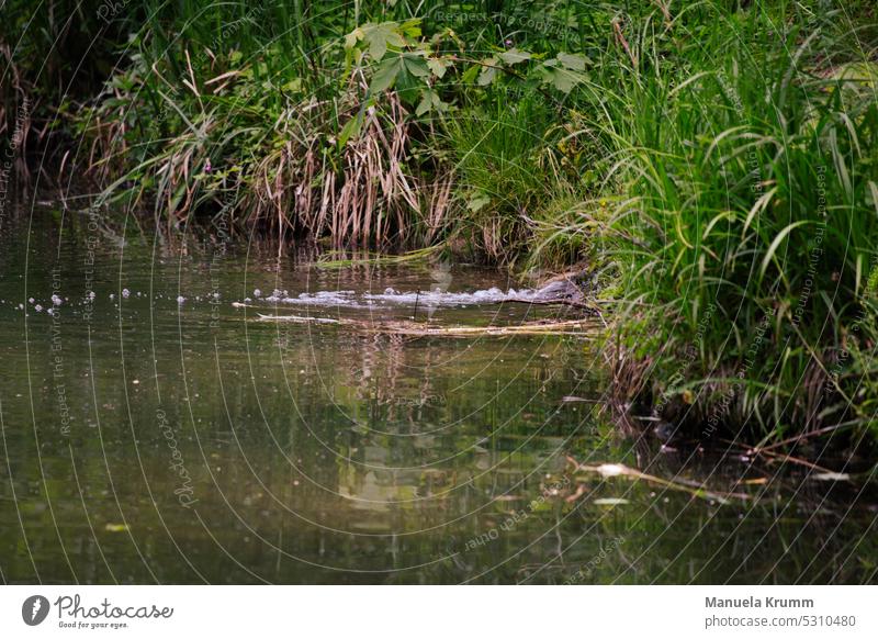 Water inflow into the retention basin water loving Lake Nature Beautiful weather Exterior shot Landscape Colour photo Relaxation Environment Deserted Calm Idyll