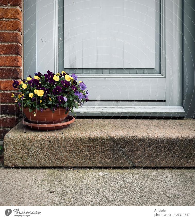 Clay bowl with horn violets in front of front door Horned pansy Pansy House (Residential Structure) Stage Entrance Building Architecture Front door Old