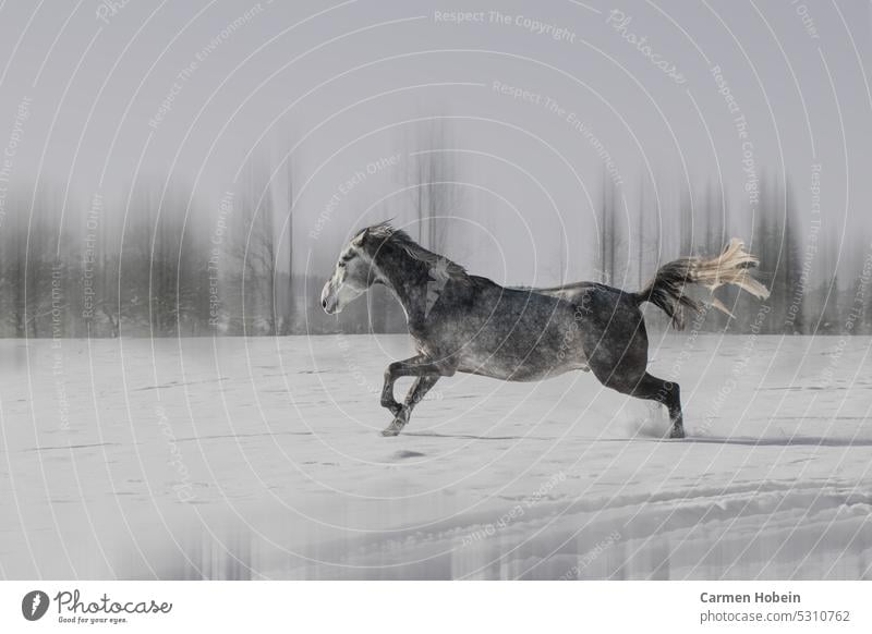 White horse galloping with waving tail in snowy landscape processed with wiping technique animal mammal horse white horse gallop nature freedom Exterior shot