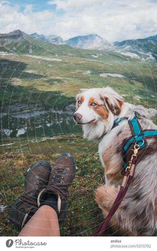 Australian Shepherd hiking in the Alps Break Dog Relaxation Mountain Hiking Animal portrait Pet Colour photo Exterior shot Purebred dog Cute red merle