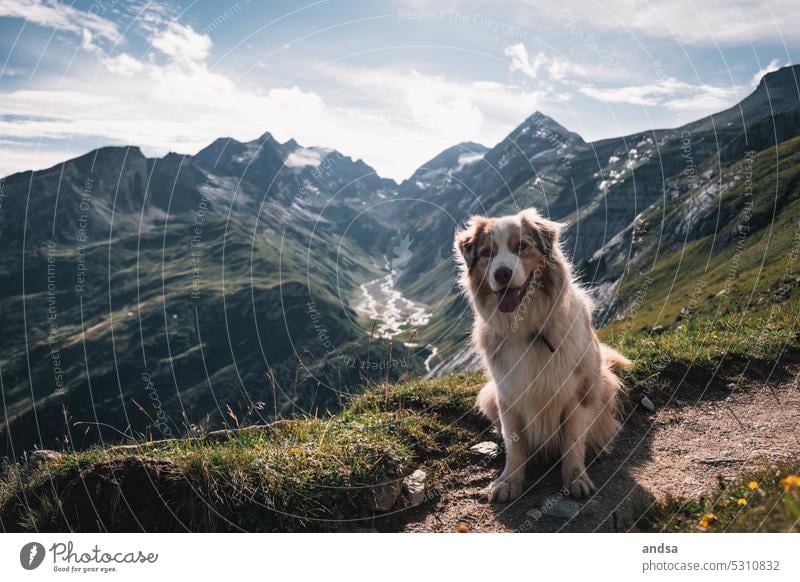 Australian Shepherd in the Alps Dog Lake Mountain Hiking Animal portrait Pet Colour photo Exterior shot Purebred dog Cute red merle herding dog vacation Rock