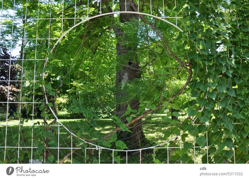 View into the green | Tree in focus | Environmental and nature protection. Landscape Nature Window Vantage point Vista Deserted View from a window Tree trunk