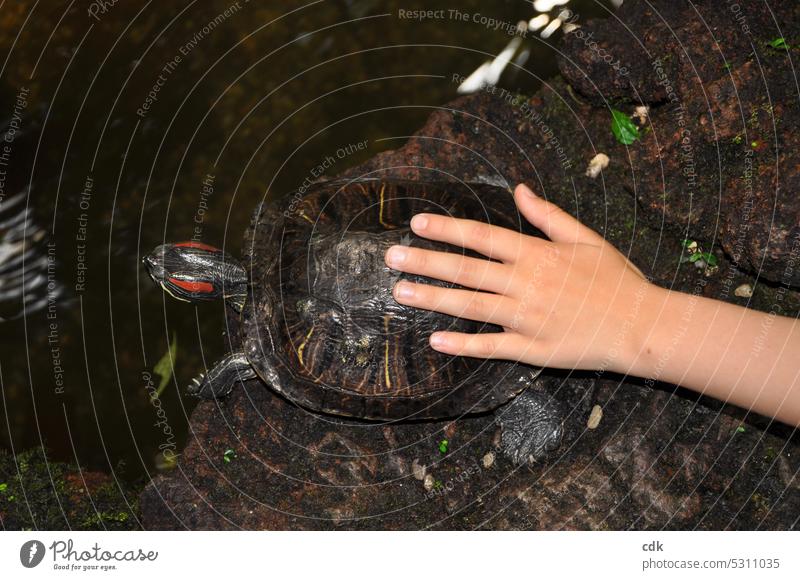 Child's hand touching the shell of a water turtle | encounter | moving slowly and deliberately. Hand Children`s hand Fingers feel Touch fumble