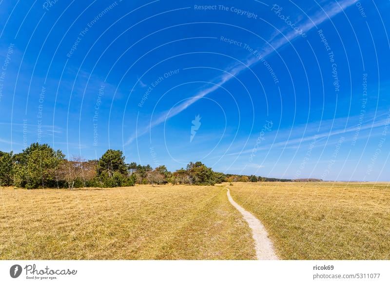 Landscape on the Gellen on the island Hiddensee Neuendorf Mecklenburg-Western Pomerania Island Tree Grass Yellow Spring Sky Clouds Blue Nature Idyll vacation