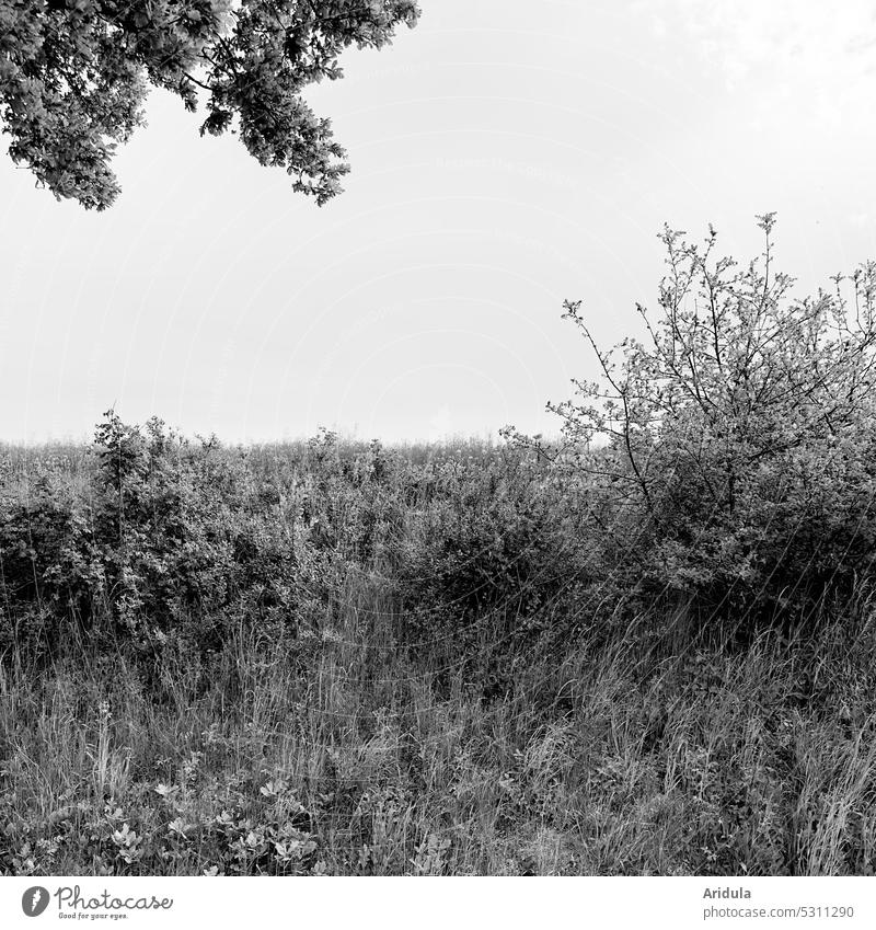 Freeway green in gray | Bleak view from car window b/w Grass Hill shrub Gray twigs Highway outlook Field Tree bush Deserted Landscape Sky Twigs and branches