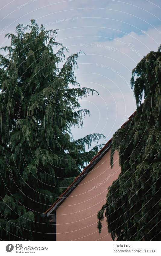 Roof slope framed by coniferous trees, above blue sky with summer clouds foliage Seasons brick urban lines Town Building Architecture