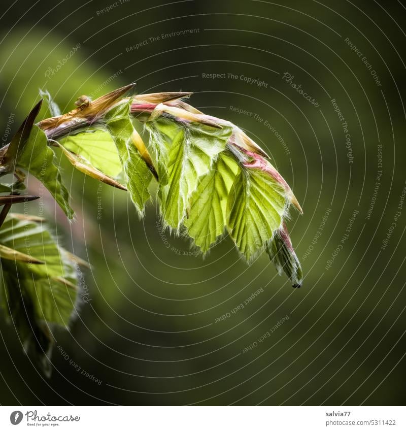 fresh beech branch with light green,soft leaves Leaf Beech tree Twig Green Soft Plant Tree Spring Growth Forest Nature Deciduous tree Beech wood Deserted