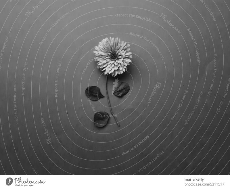 Black and White Chrysanthemum flower black and white Flower Still Life Floral Photography Garden Nature Wedding Photographer Love Green Plant Spring Autumn