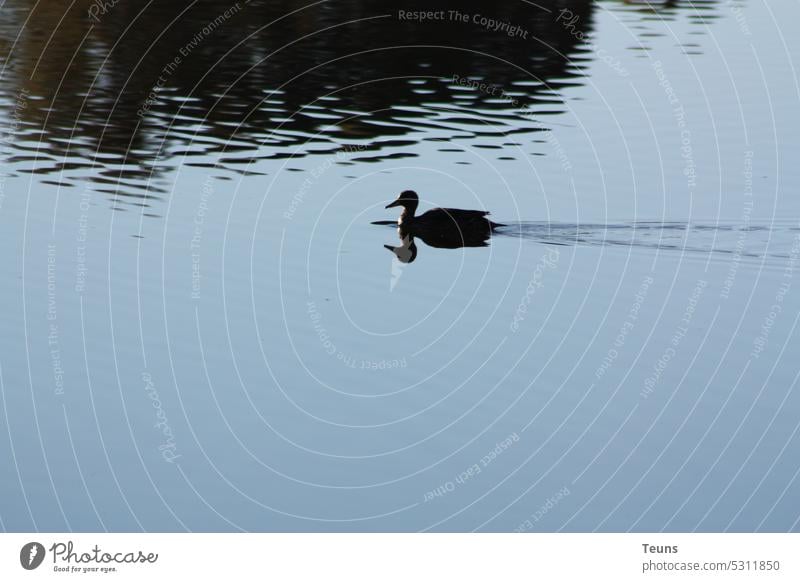 Duck on a Pond pond water Bird Swimming & Bathing Nature Duck birds Animal