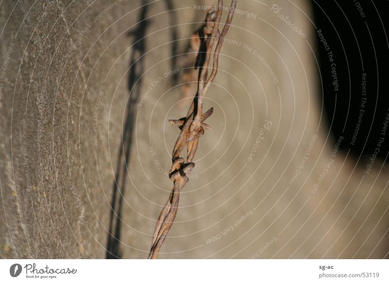 Barbed wire in church windows. Wire Church Pasture fence Fence Window Disperse Religion & Faith bird song military training area Vogelsang Castle