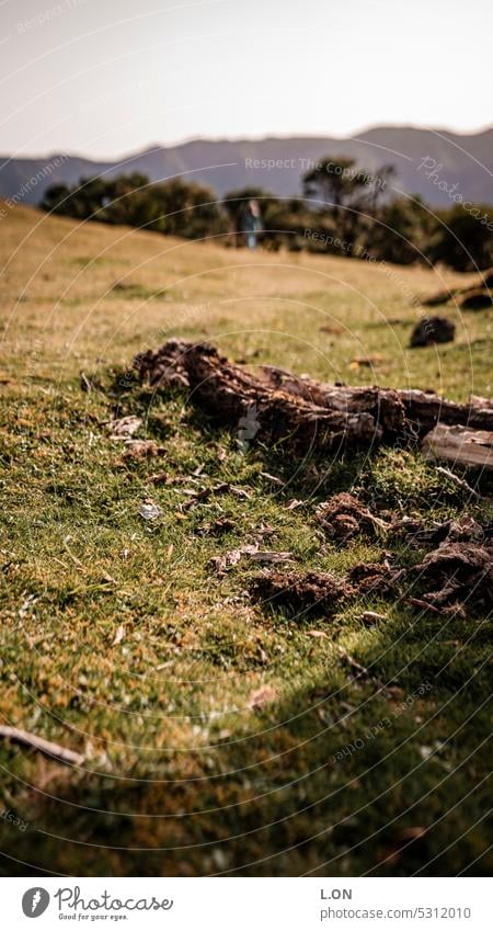 Madeira Island Portugal Hiking Nature Tourism Europe Portuguese destination vacation Landscape Vacation & Travel Outdoors voyage Tree Horizon