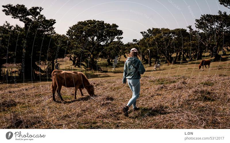 Madeira Island Portugal Hiking Nature Tourism Europe Portuguese destination vacation Landscape Vacation & Travel Outdoors voyage cows Willow tree animals