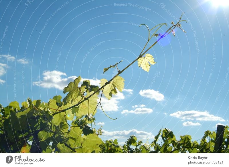 towards the sun Vineyard Wine growing Tendril Clouds Growth Franconia Sky Sun wine