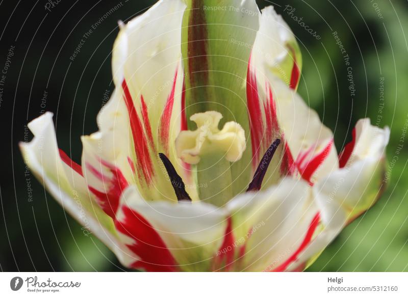 Close up of white and red tulip Tulip Plant Flower Blossom Close-up Petal Stamen Macro (Extreme close-up) Spring Detail Blossom leave Pollen Colour photo