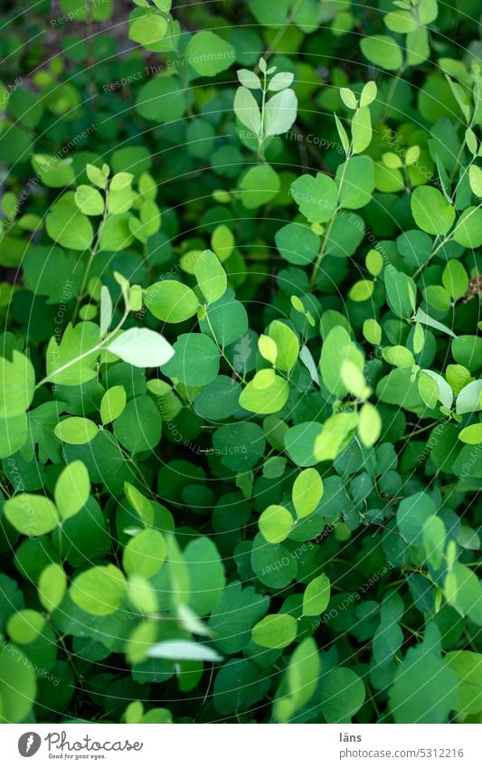 Mainfux l spring s colors Spring Green Nature Fresh bush Bushy Spring fever Plant Close-up pretty naturally Colour photo Exterior shot Growth Environment