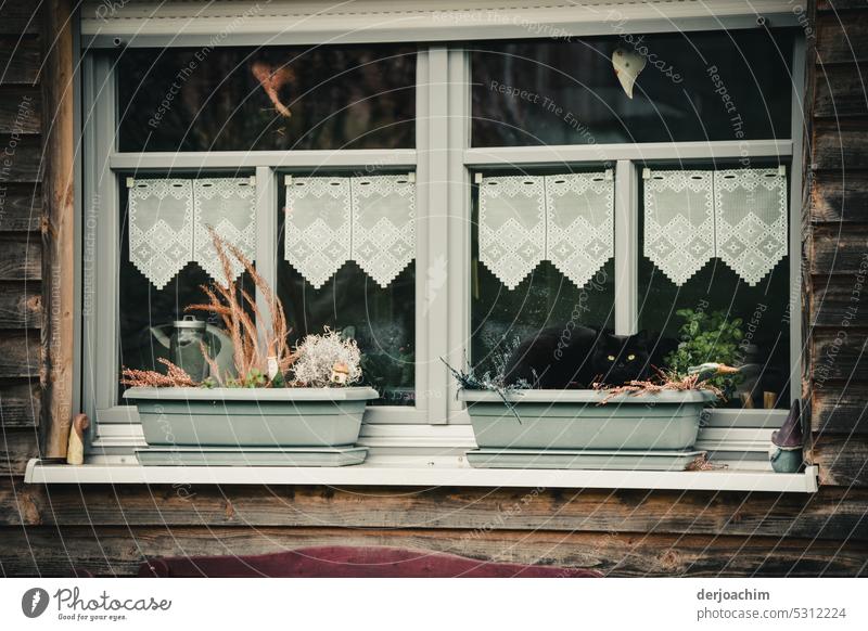 Franconian idyll.  Chic old curtains. Flower boxes in front of the window and as a treat a black cat lies in it and looks with big eyes to the photographer.