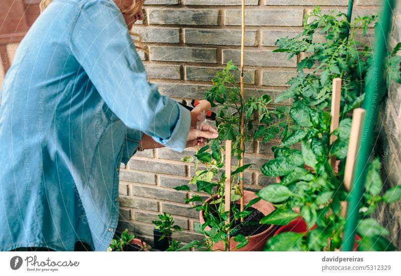 Unrecognizable woman gardener using pruning shear to trim plant leaves of urban garden on terrace unrecognizable female scissors clipper trimming cutting