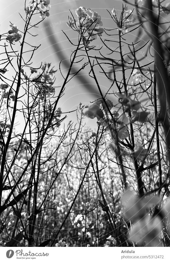 Hiding place in rape field b/w Canola field Oilseed rape oil Plant Agriculture Blossom Oilseed rape flower Agricultural crop Oilseed rape cultivation Field