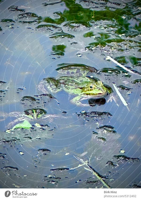 Two green frogs in pond with eye contact Frog Nature Reptiles animal world Animal Wild animal Pond ponds Water Colour photo Exterior shot Animal portrait