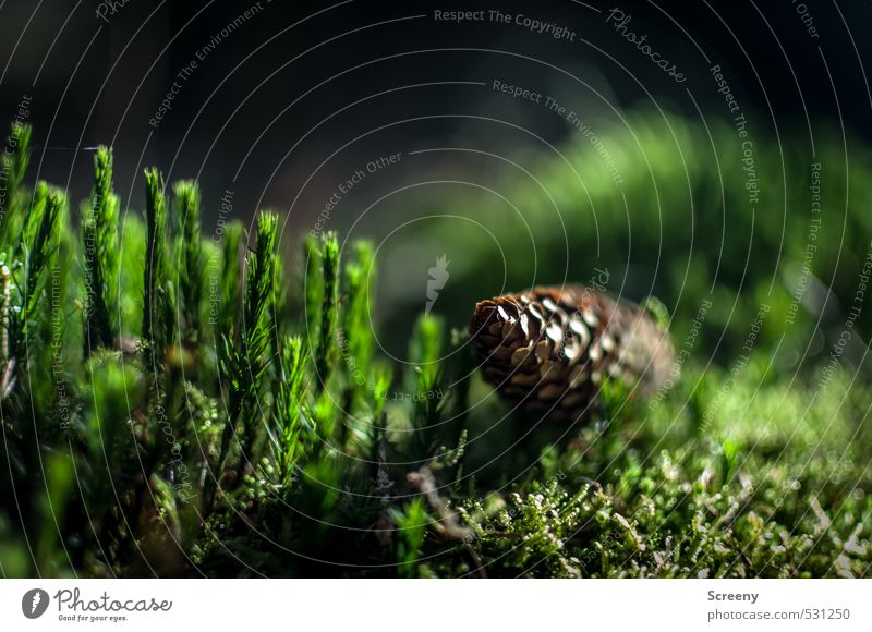 tattoo Nature Plant Earth Autumn Moss Wild plant Cone Forest Caution Serene Patient Calm Colour photo Exterior shot Macro (Extreme close-up) Deserted