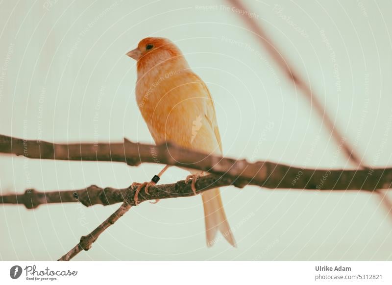 MainFux | Even more Fiderallala - orange canary Full-length Animal portrait Day Colour photo Feather Livestock breeding Animalistic Plumed Canary bird Beak