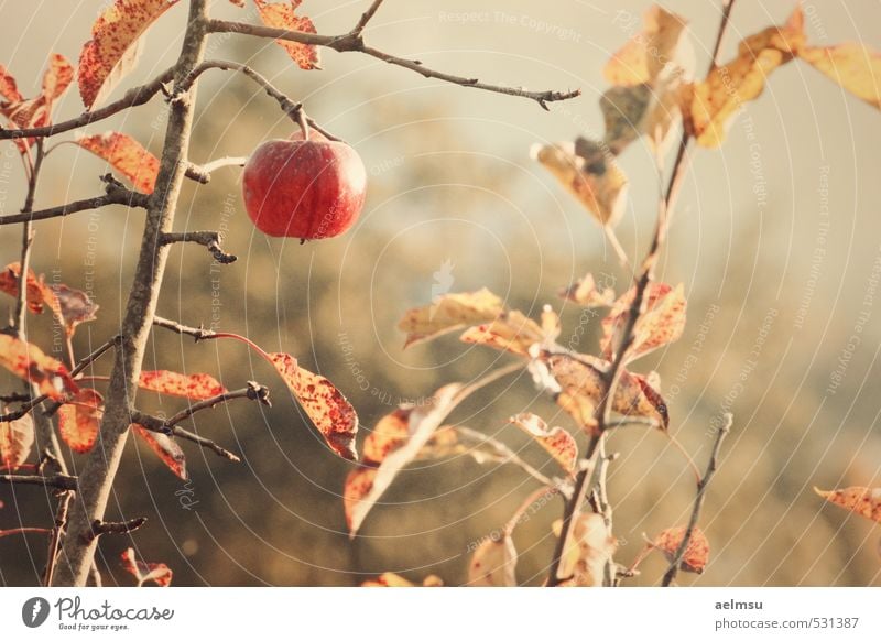 autumn apple Fruit Apple Nature Autumn Plant Tree Leaf Agricultural crop Brown Gold Orange Nostalgia Decline Subdued colour Exterior shot Detail Evening