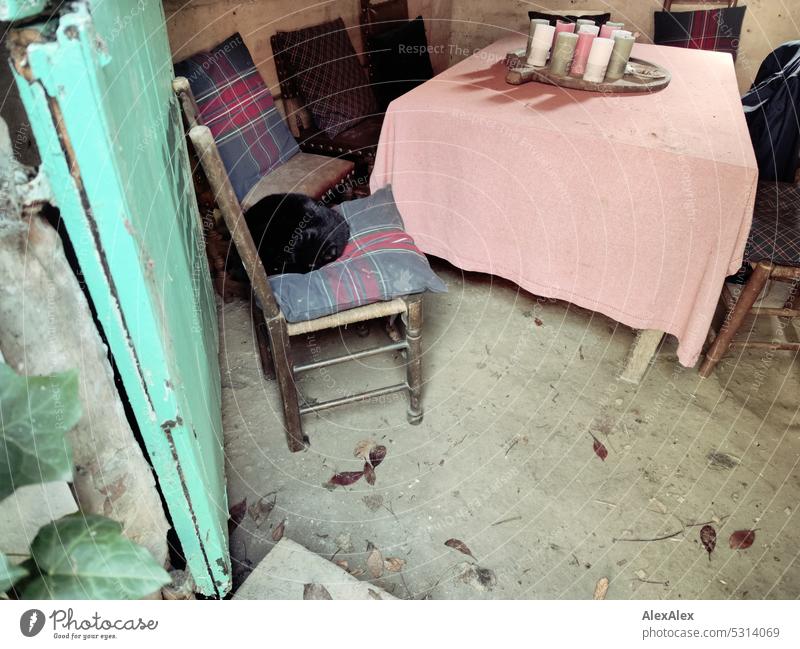 Le chat noir there sur la chaise par un après-midi ensoleillé dans la cabane du fermier. | The black cat sleeps on the chair on a sunny afternoon in the farmhouse parlor.