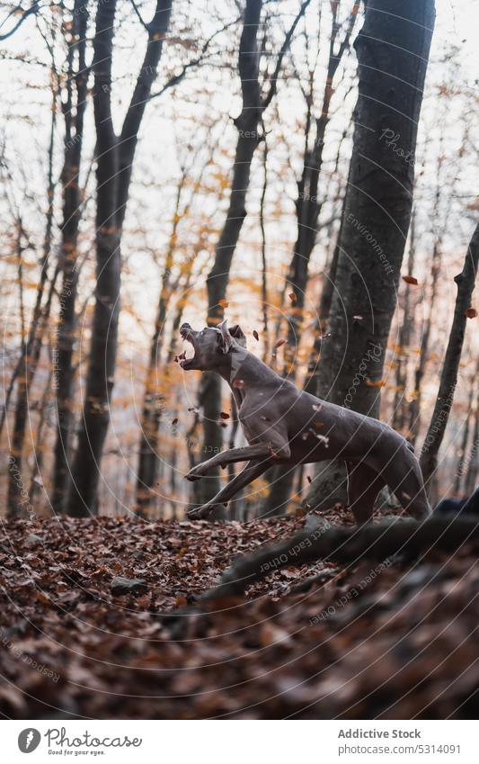 Weimaraner dog jumping in forest in autumn weimaraner gray play leaves pet playful leaf fall fun canine tree animal nature purebred breed adorable season