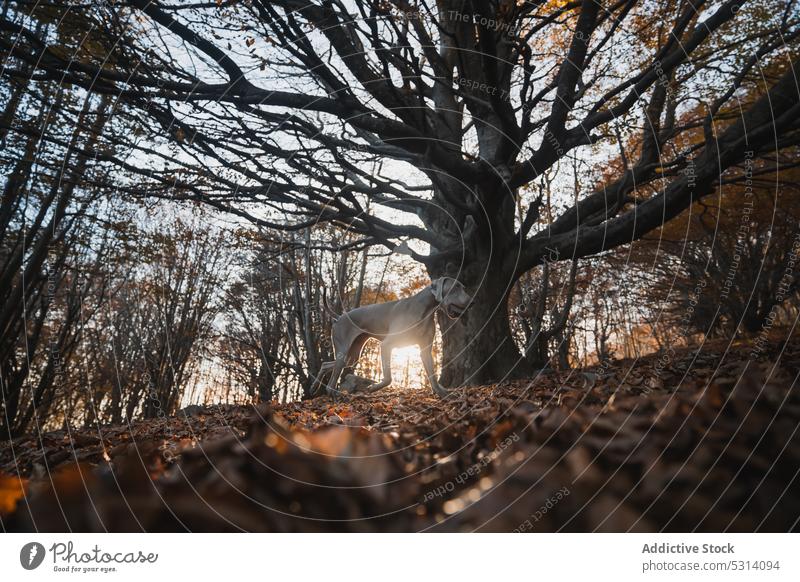 Weimaraner dog among autumn trees in forest weimaraner obedient pet animal nature curious purebred hunting dog canine domestic mammal daytime loyal pedigree