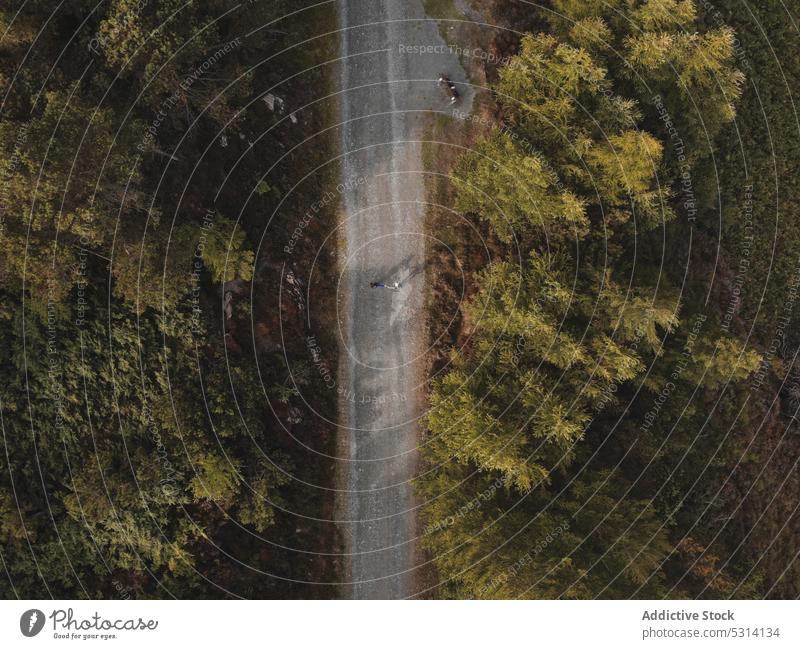 Drone view of road passing through green forest person traveler nature tree woods trip journey ireland landscape daytime countryside picturesque scenic admire