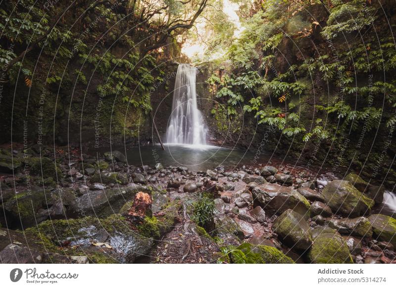 Rapid waterfall flowing through cliff in forest tropical tree woods river plant exotic island azores portugal europe nature fresh dramatic rapid fast splash